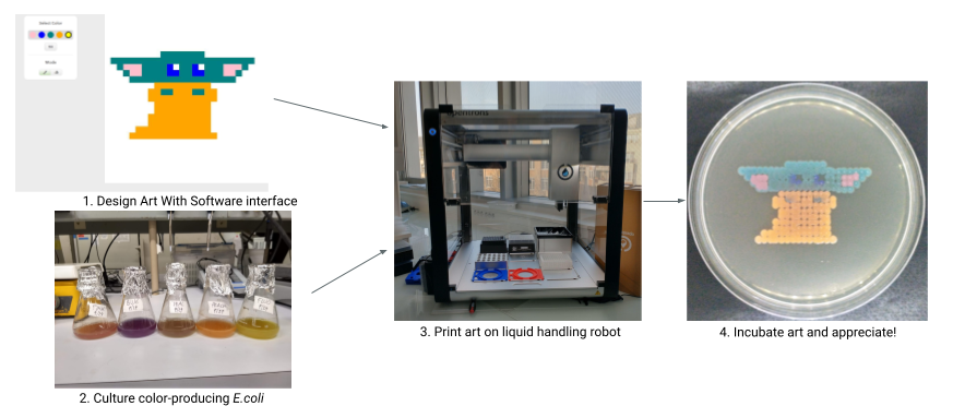 the overall bioartbot process