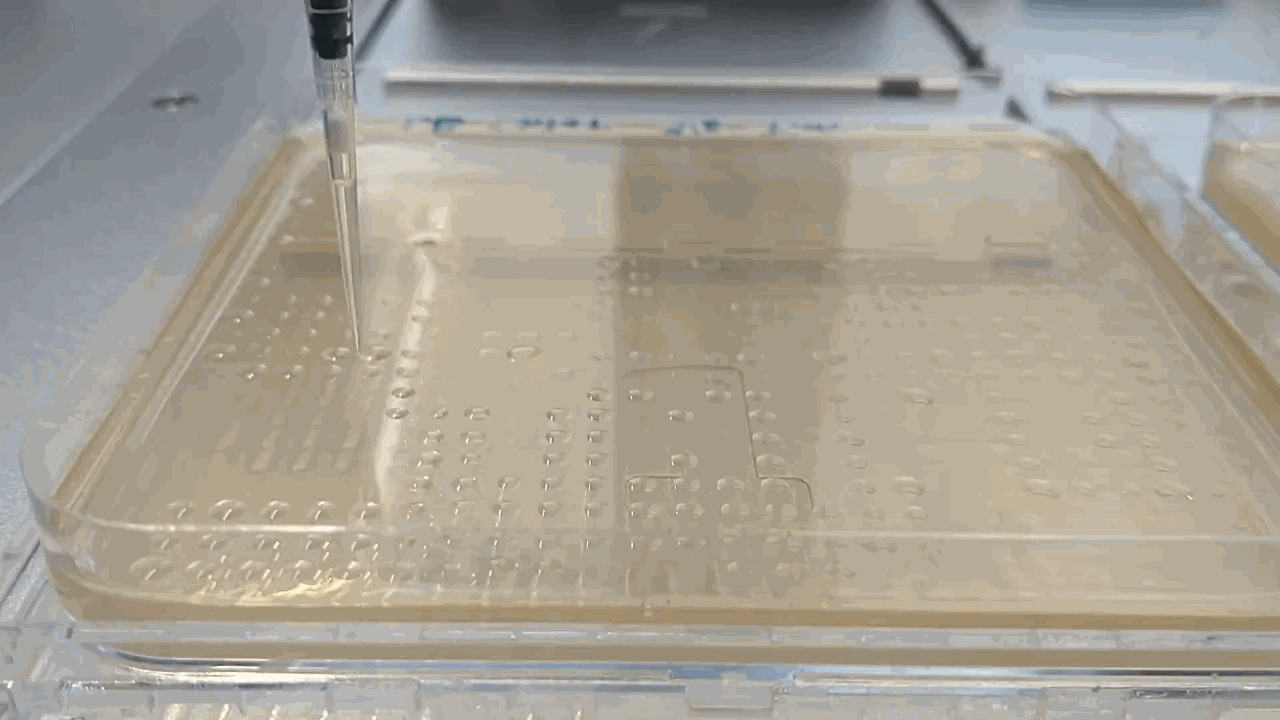 the robot plating droplets on an agar plate